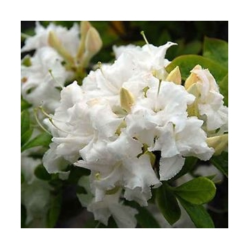 Azalea knaphill'Whitethroat'