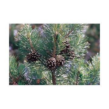 Pinus sylvestris
