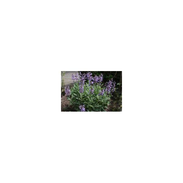 Salvia officinalis