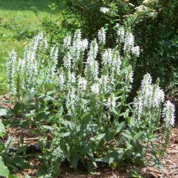 Salvia nemerosa'Sensation White''
