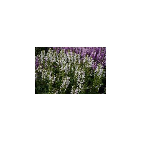 Salvia'Snow Kiss'