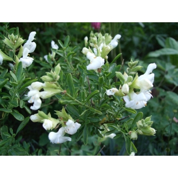 Salvia greggii'Alba'