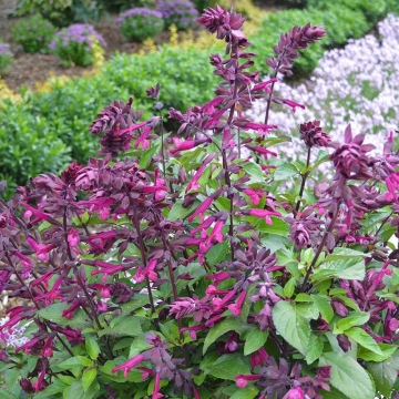 Salvia'Love and Wishes'