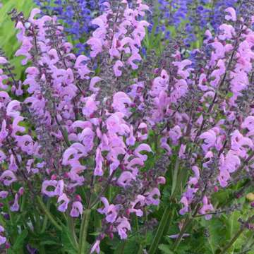 Salvia'Pretty in Pink'