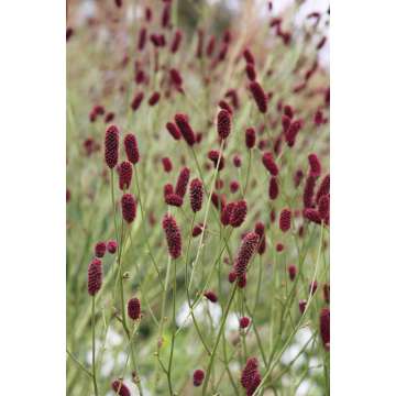 Sanguisorba'Cangshan Cranberry'