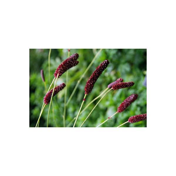 Sanguisorba tenuifolia'Purpurea'