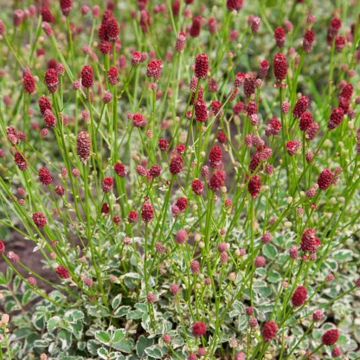 Sanguisorba'Little Angel'
