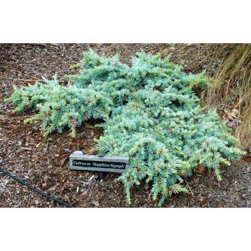 Cedrus libani ssp atlantica'Saphire Nympf'