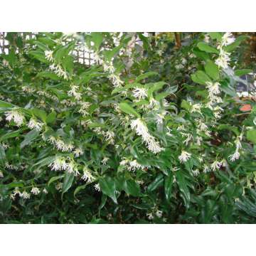 Sarcococca hookeriana humilis