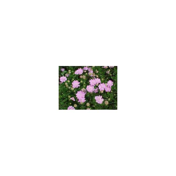 Scabiosa columbaria'Pink Mist'