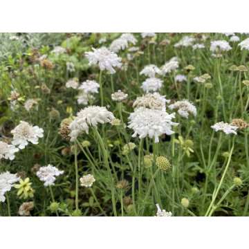 Scabiosa columbaria'Flutter Pure White'
