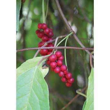 Schisandra chinensis