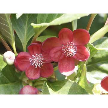 Schisandra rubriflora