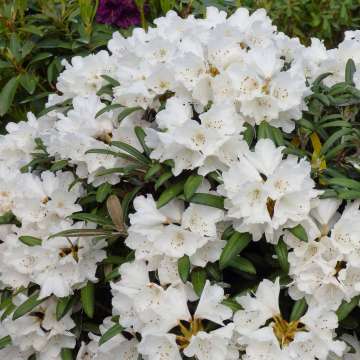 Rhododendron yakushianum'Koichiro Wada'