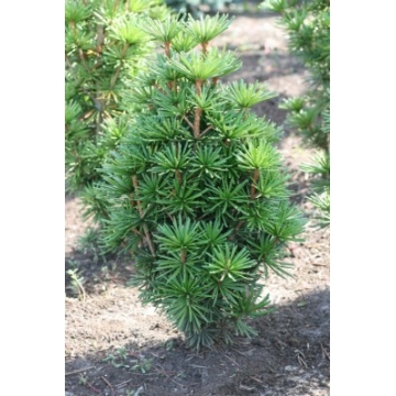 Sciadopitys verticillata