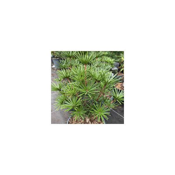 Sciadopitys verticillata'Green Diamond'