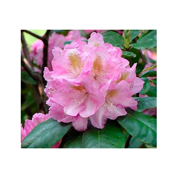 Rhododendron'Scintillation'