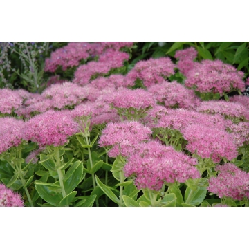 Sedum spectabile'Carmen'