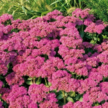 Sedum'Carl'(noo)