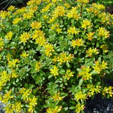 Sedum floriferum'Weihenstephaner Gold'