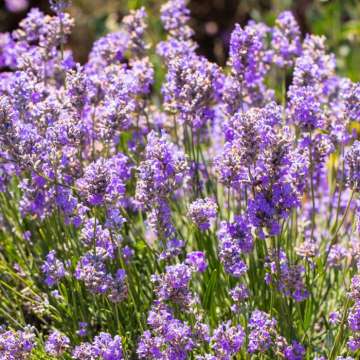 Lavandula intermedia'Sensational