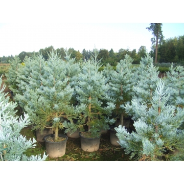 Sequoiadendron giganteum'Glaucum'