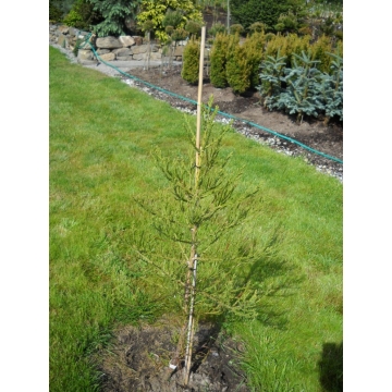 Sequoiadendron giganteum'Cannibal'