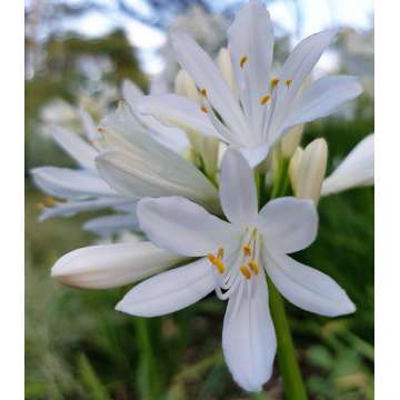 Agapanthus'Shona'