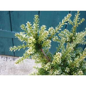 Podocarpus nivalis'Kilworth Cream'