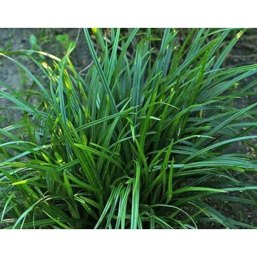 Carex morrowii