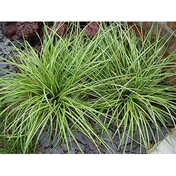 Carex oshimensis'Evergold'