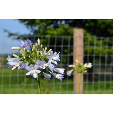 Agapanthus'Silver Baby'