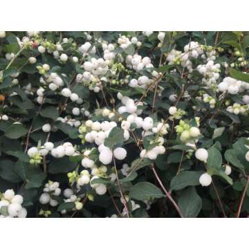 Symphoricarpos doorenbosii'White Hedge'