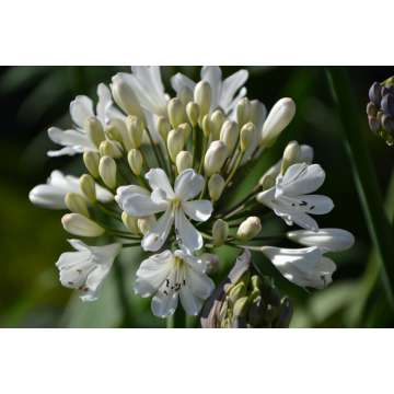 Agapanthus'Snow Crystal'