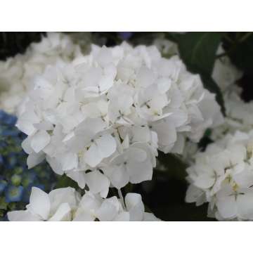 Hydrangea macrophylla'Soeur Therese'