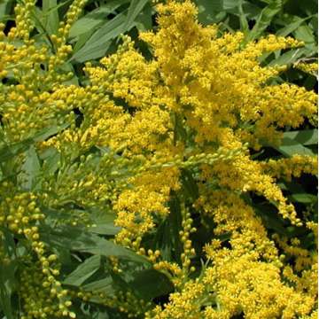 Solidago'Loysder Crown'