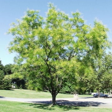 Sophora japonica'Regent'