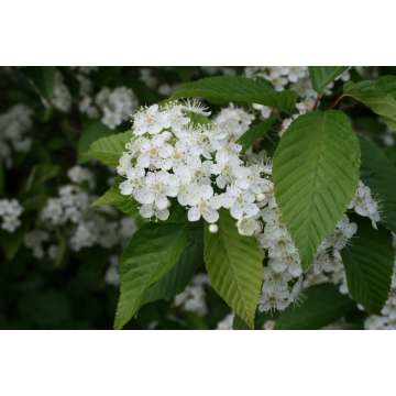 Sorbus alnifolia