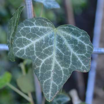 Hedera helix'Normandy Carpet'