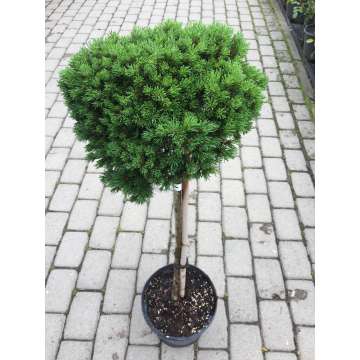 Pinus mugo'Mini Mini'