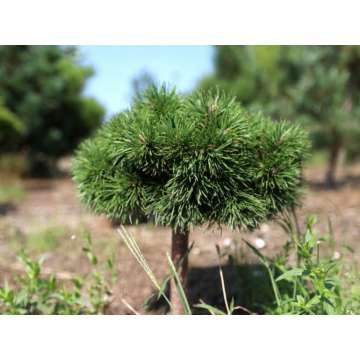 Pinus uncinata'Grüne Welle'