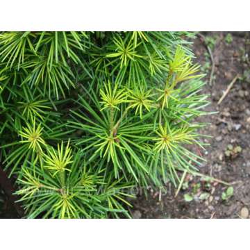 Sciadopitys verticillata'Grüne Kugel'