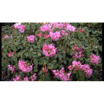 Rhododendron'Linda'