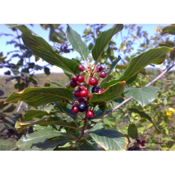 Rhamnus frangula