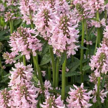 Stachys'Summer Sweets'