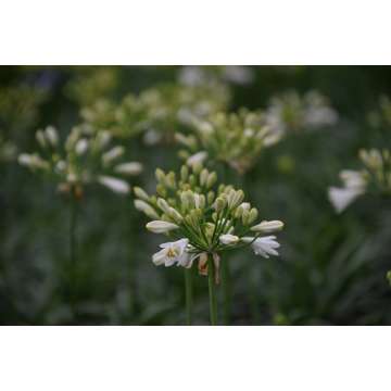 Agapanthus'Summer Love White'