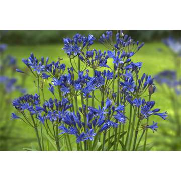 Agapanthus'Summer Love Blue'