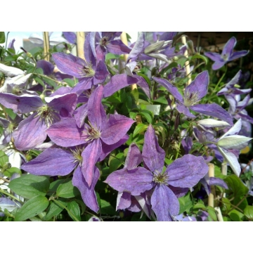 Clematis'Sunny Sky'