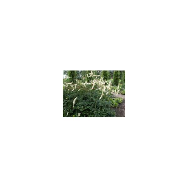 Actaea racemosa'Cordifolia'