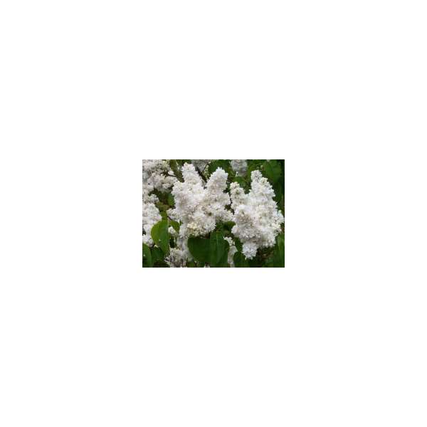 Syringa vulgaris'Mme Lemoine'